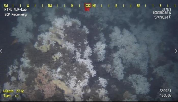 ROV camera screenshoot presenting Coralligenous habitat at Tautra 