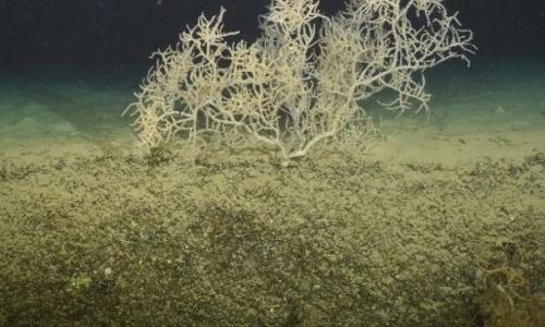 Photography of a black coral Leiopathes glaberrima obtained by the H‐ROV Ariane during a photo‐mosaic survey on the eastern canyon site